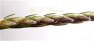  Spikelets in 2 alternating rows, imbricate